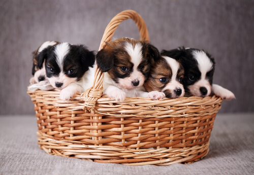 un panier en osier rempli de chiots