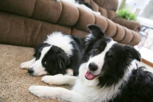 Comment calmer l'angoisse de la séparation chez votre chien