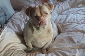 Cornelio, le chien rejeté par tout le monde pour avoir un « visage grincheux »