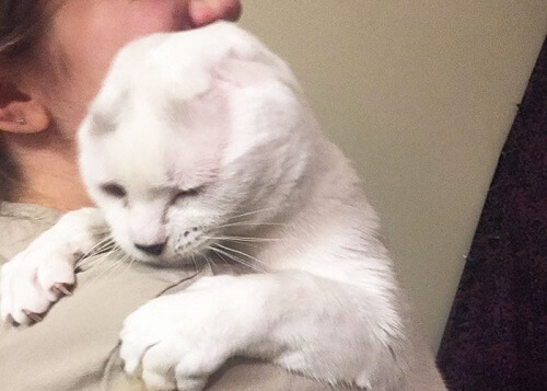 Otitis le chat dans les bras de Molly