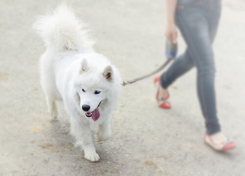 un chien promener par une femme