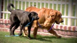 La tendre histoire du chien aveugle sauvé par son chien guide