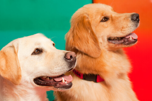 un labrador et un golden retriever