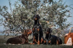 Le Dobermann, une race particulière et élégante