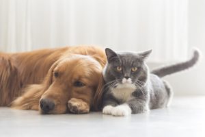 Les 7 maladies les plus dangereuses dont pourrait souffrir votre animal de compagnie