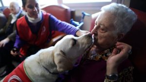 Les chiens médecins
