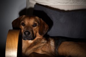 Les chiens peuvent-ils regarder la télévision?