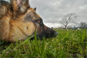 Les plantes toxiques pour votre chien