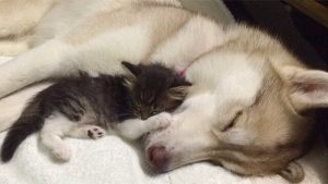Lilo, la chienne husky qui a adopté une petite chatte