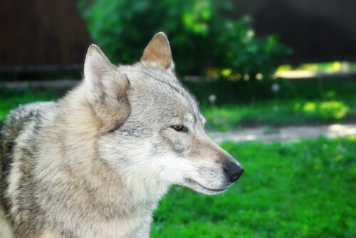 un chien qui ressemble à un loup
