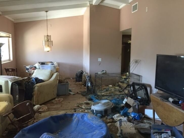 le lieu insalubre où les chiens ont été retrouvés