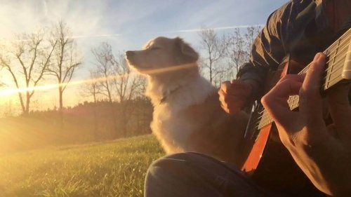 un chien dehors assis à coté d'un homme qui joue de la guitare