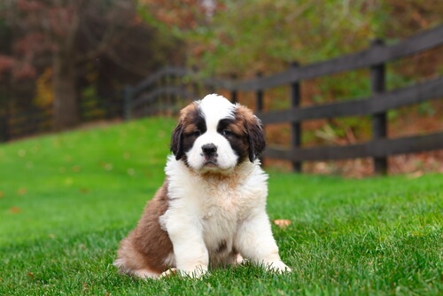 un jeune Saint-Bernard dans un jardin