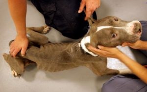 Sauvetage de pitbulls abandonnés dans de piètres conditions