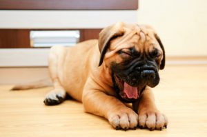 Pourquoi les chiens bâillent-ils ?
