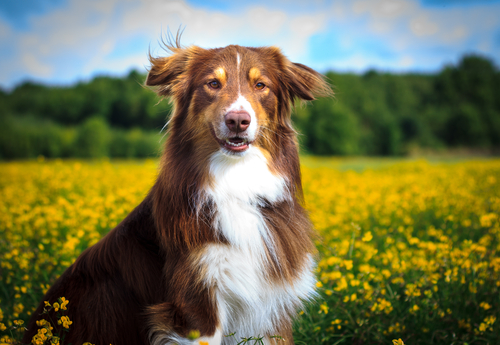 Un border collie marron est blanc face à un champs de colza