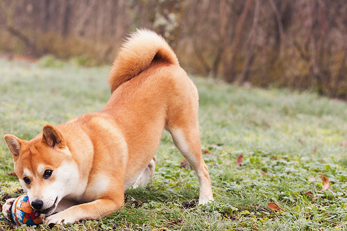 un shiba inu joue dans un parc