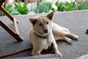 Comment réagir si votre animal est intoxiqué