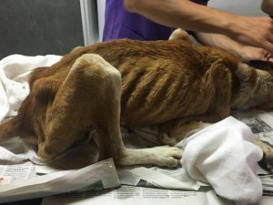 Le long voyage de Vali