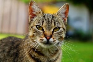Quel est l'âge de votre chat ?