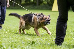 Comment prévenir l'agressivité chez votre chien
