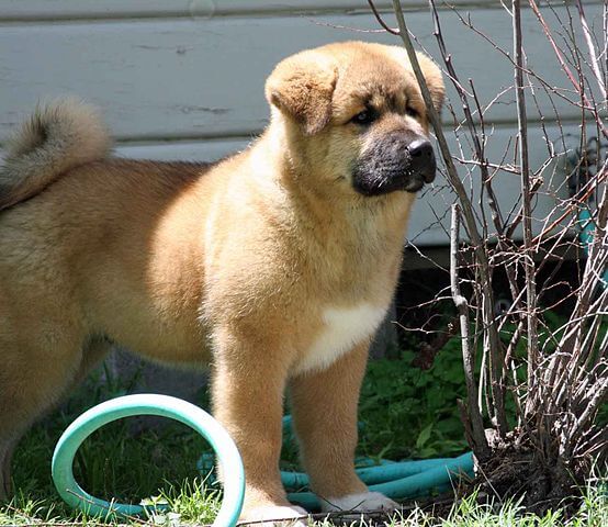 akita américain sur une pelouse