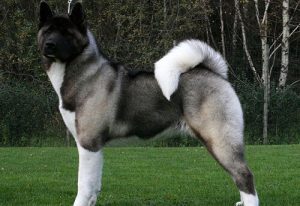 L'akita americain, un chien dominant au caractère noble