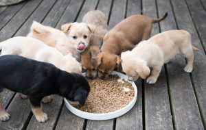 Les clés de l'alimentation des chiots
