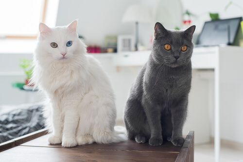 avoir un chat ou plusieurs à la maison