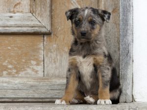 Devenez un héros pour un animal abandonné