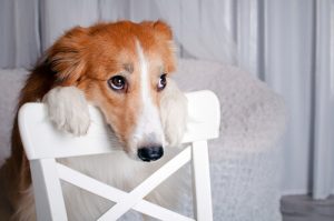Comment dénoncer les vidéos de maltraitance animale sur internet