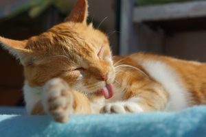 Pourquoi devrions-nous tous avoir un chat à la maison ?