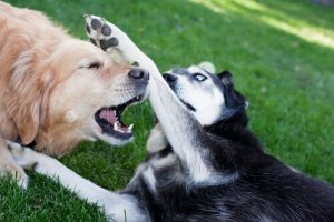 Comment mettre fin à une bagarre de chiens