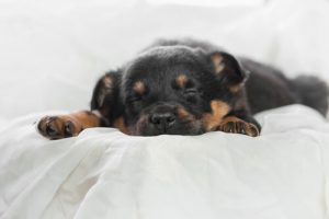 Le sommeil de votre chien