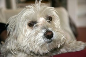 Comment calmer la toux de votre chien