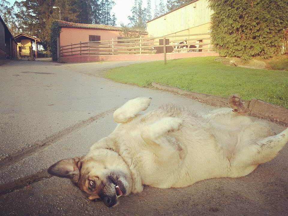 Un chien se roule sur le dos