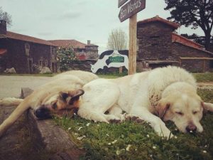 Une marque de produits laitiers biologiques lance une campagne d'adoption de chiens