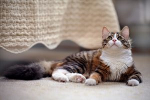Tous nos conseils si vous avez un chat à la maison