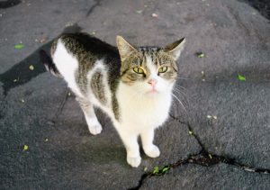 chat abandonné