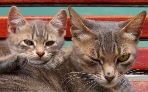 Combien de temps vivent les chats ?