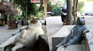 Istanbul, la ville des chats