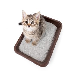 le risque de toxoplasmose chez les femmes enceintes