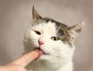 Pourquoi mon chat me lèche-t-il ?