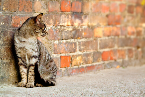 chat tout seul dans la rue