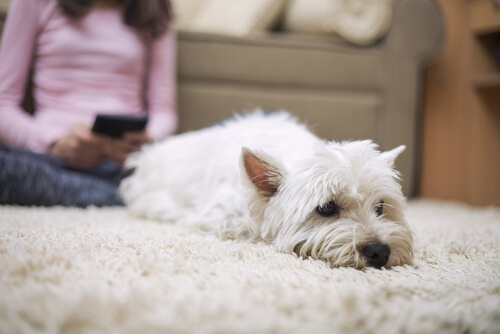 Comment Les Chiens Se Protègent Contre Le Froid Mes Animaux