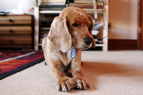 Un chiot installé sur un tapis