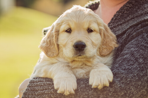 ne jamais apprendre à un chien à marcher sur deux pattes
