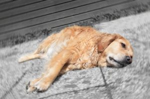 Comment augmenter le taux de plaquette sanguines chez les chiens