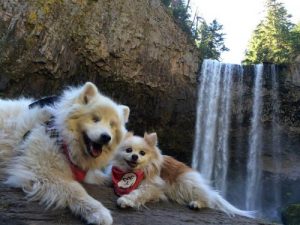 Le chien aveugle qui a un chien d'aveugle