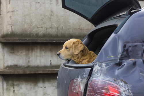 Un chien sort la tête du coffre de la voiture